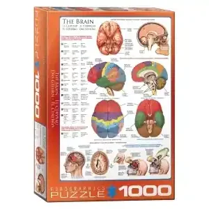 EuroGraphics The Brain (1000) | Lågt pris