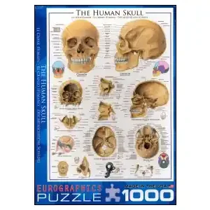 Populär - EuroGraphics The Human Skull (1000)
