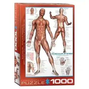 EuroGraphics The Muscular System (1000) - Kampanjpris
