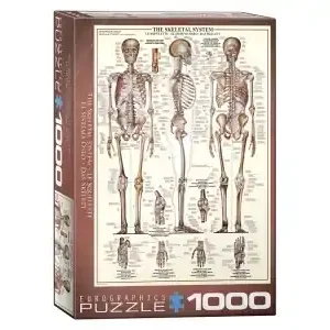 EuroGraphics The Skeletal System (1000) - Professionell kvalitet