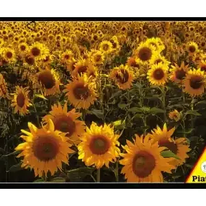 Extra bra pris | Piatnik Sun Flowers (1000)