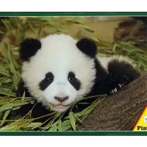 Topprodukt - Piatnik Pandababy (1000)