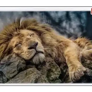 Trefl Sleeping Lion (1000) - Toppkvalitet
