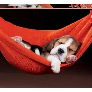 Toppsäljare | Educa Sleeping in a hammock (500)