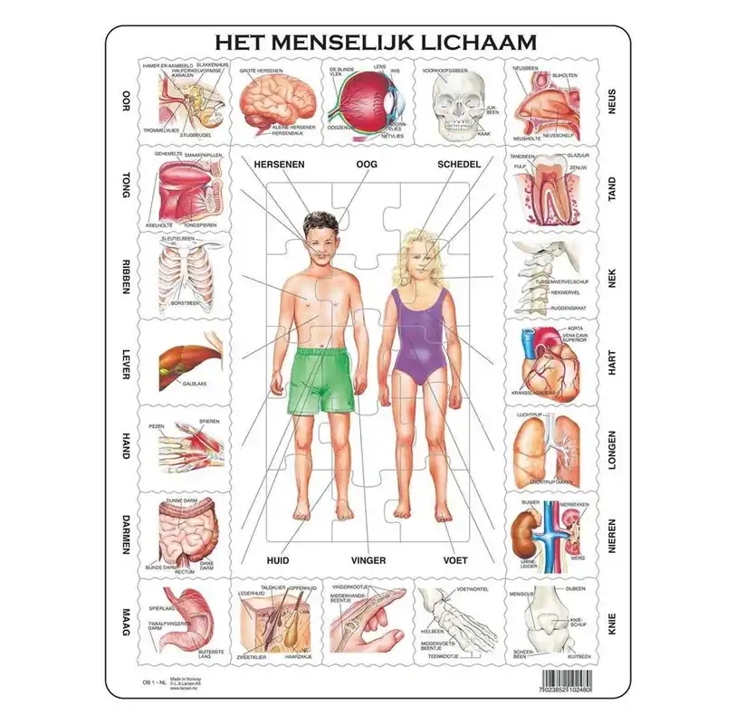 Selecta Play Larsen The Human Body 35st. 2D Pussel - Bästa pris