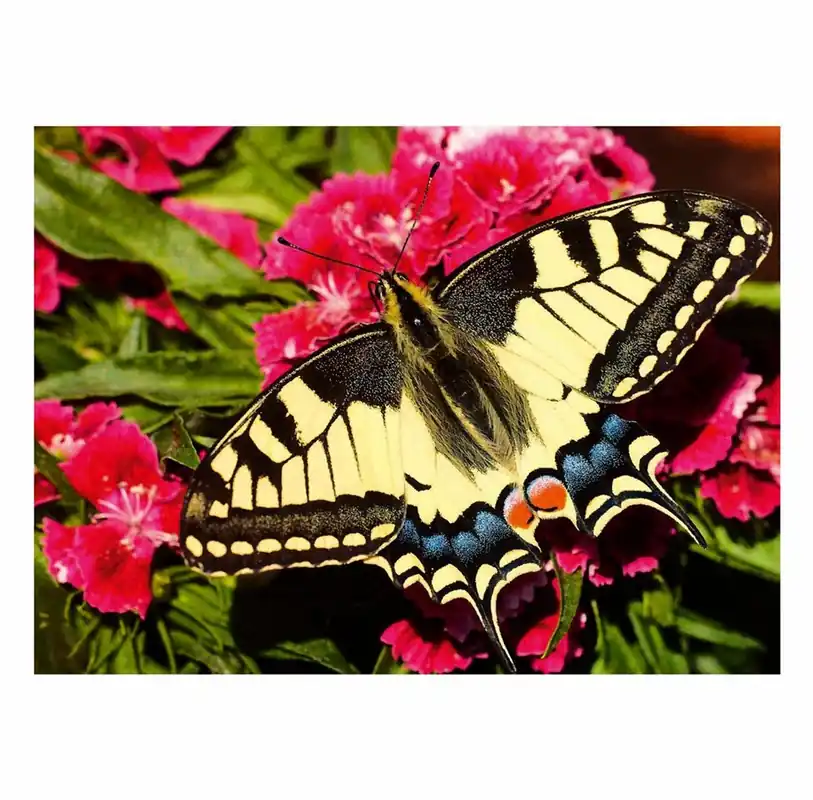 Gratis retur | Ravensburger Jigsaw puzzle Colorful Animals Butterfly 500 pcs. 2D Pussel